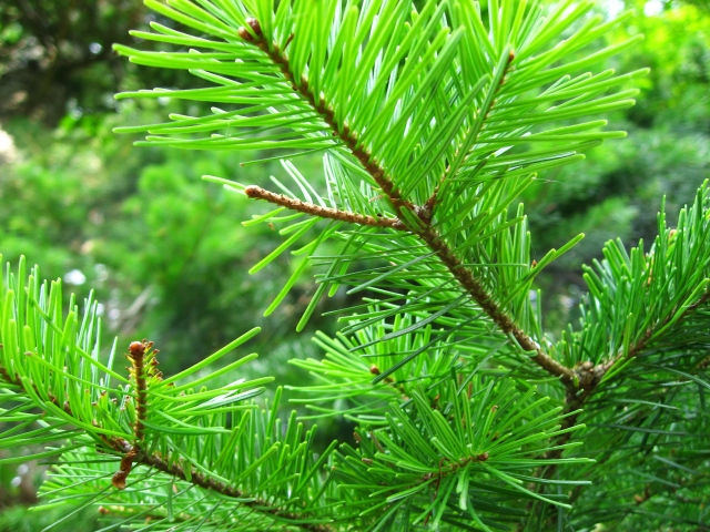 日本精油 トドマツ 椴松 アロマ生活