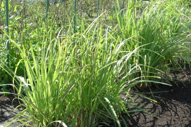 レモングラス精油 おすすめの使い方 アロマ生活