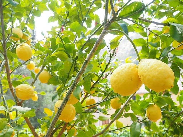 レモン精油 おすすめの使い方 アロマ生活